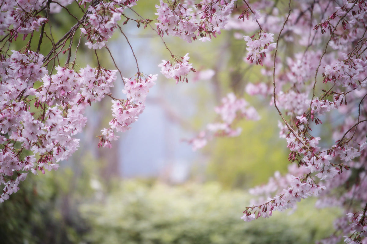 acrylic-print-in-the-beautiful-spring