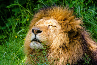 poster-print-sleeping-lion