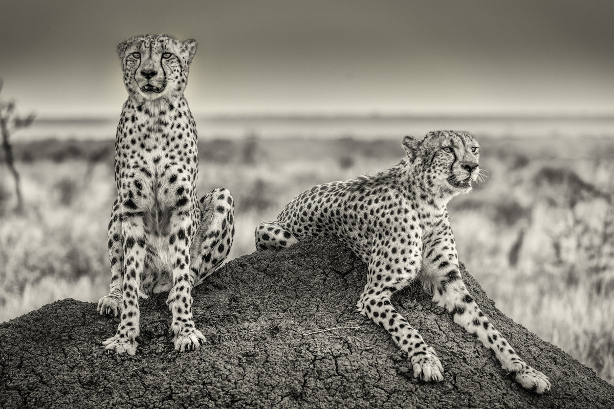 aluminium-print-two-cheetahs-watching-out