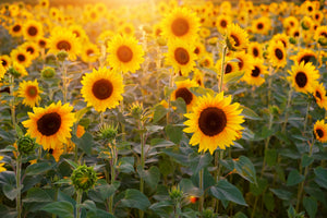 canvas-print-sunflower-field