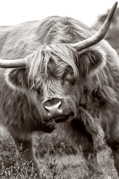 poster-print-the-bull-x