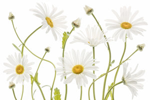 canvas-print-ox-eye-daisies