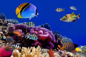 poster-print-world-of-fish