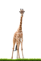acrylic-print-the-long-giraffe