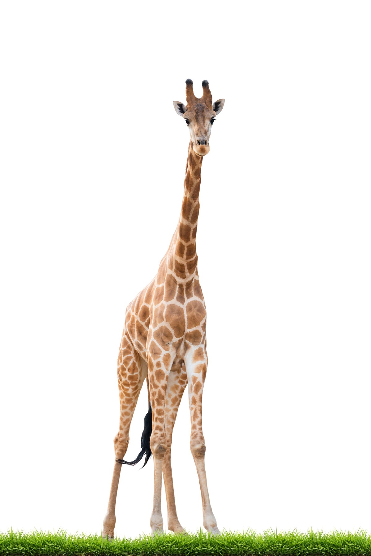 acrylic-print-the-long-giraffe