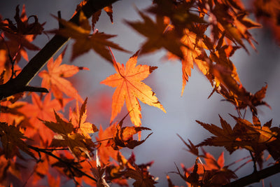 poster-print-maple-leaves-in-autumn