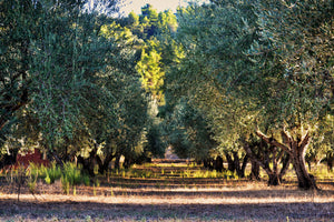 3-piece-acrylic-print-magnificent-olive-trees