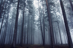 aluminium-print-mysterious-foggy-forest-x