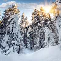 9-piece-acrylic-print-fir-in-snow