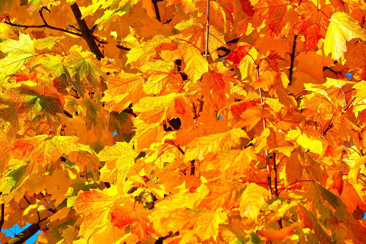 framedposter-print-autumn-leaves-ii