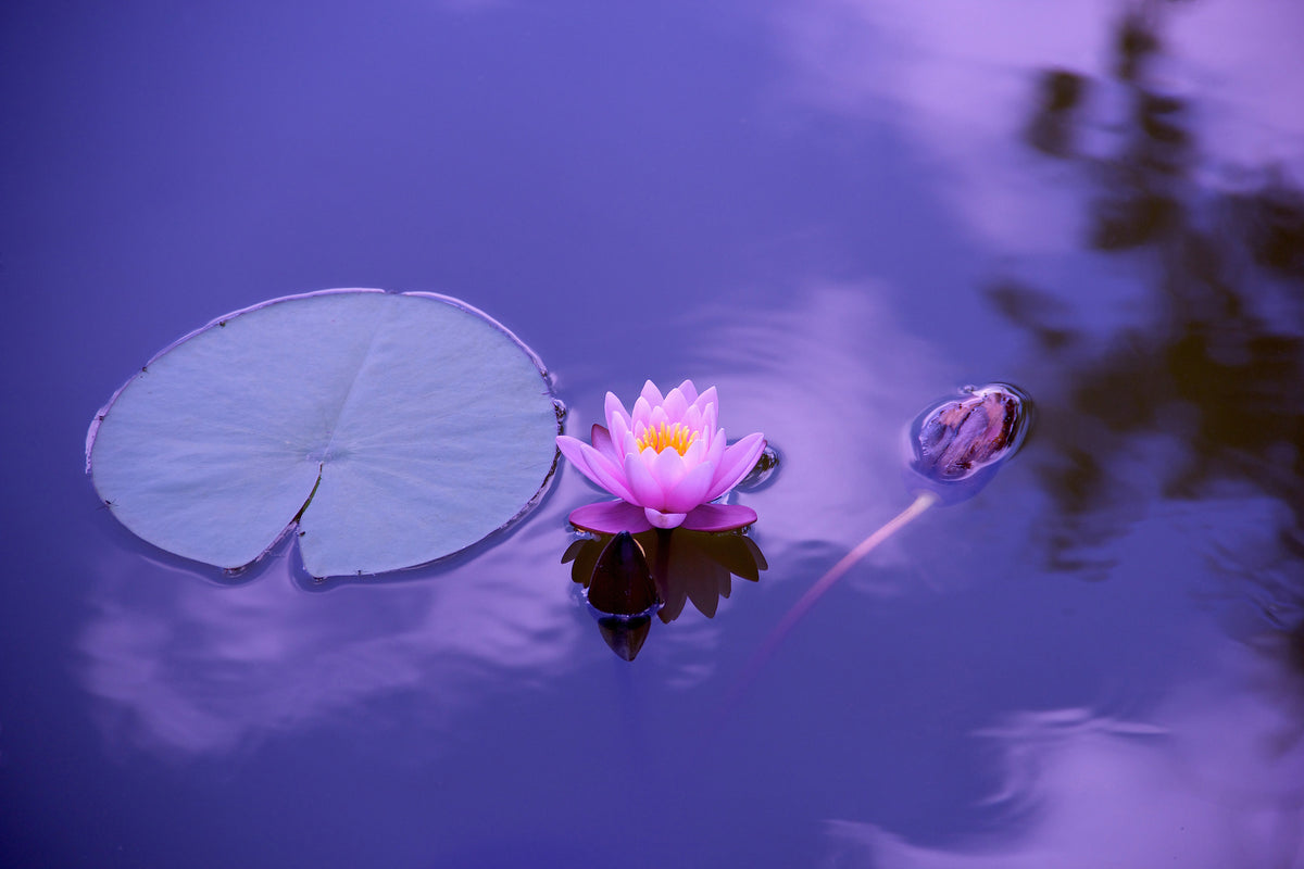 aluminium-print-lotus-flower