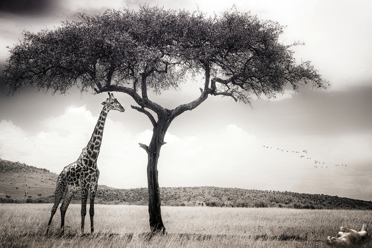 acrylic-print-under-the-african-sun