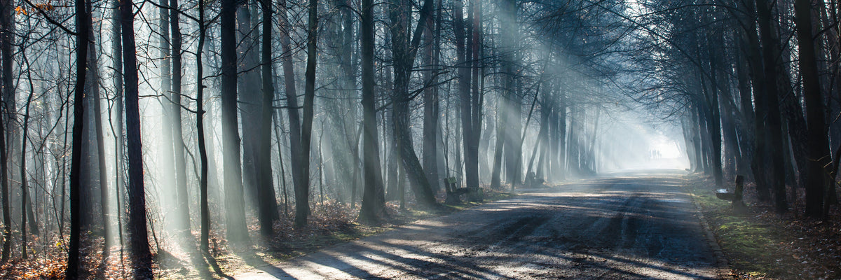 panoramic-3-piece-canvas-print-forest-in-the-light-beam-panorama