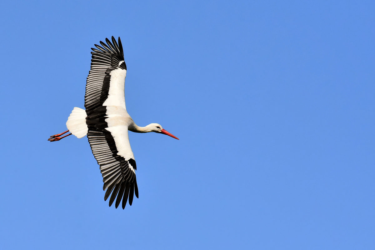 canvas-print-the-stork-in-action