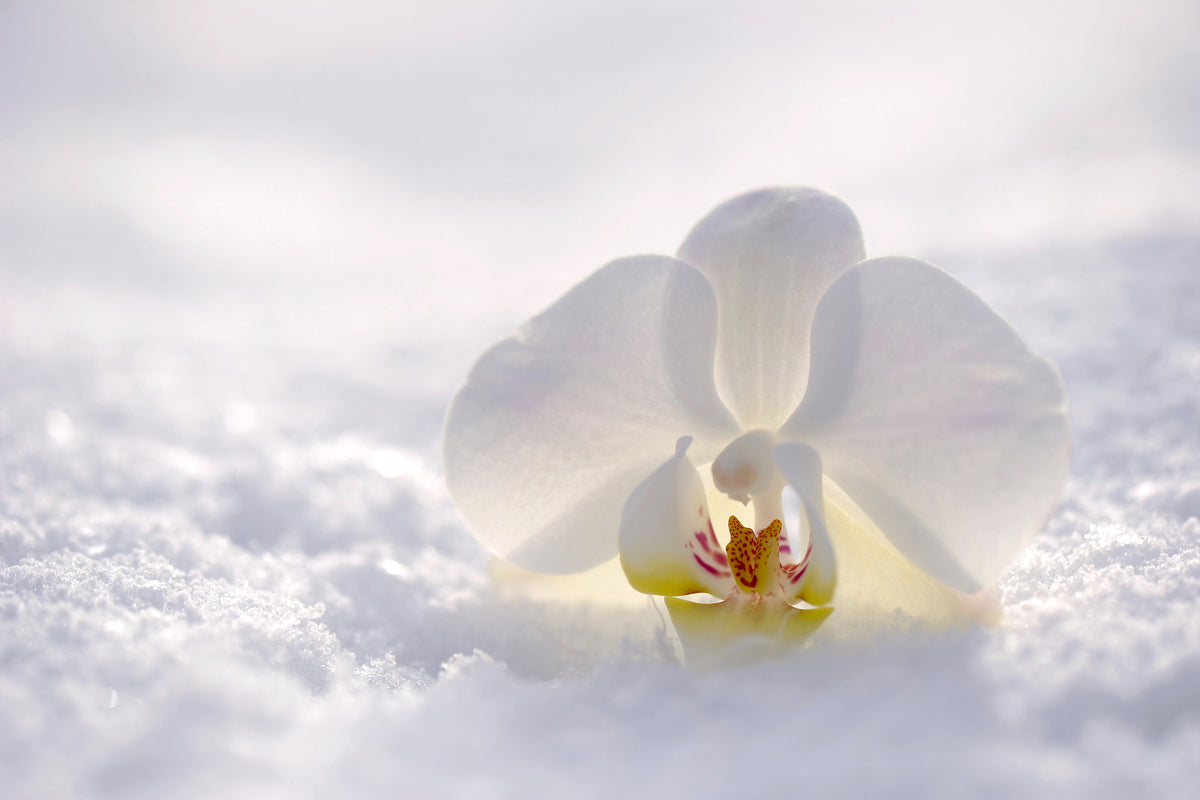 canvas-print-the-orchids-bloom