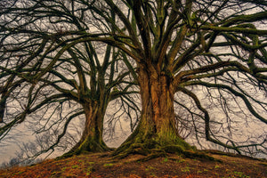 modern-3-piece-canvas-print-ghostly-trees