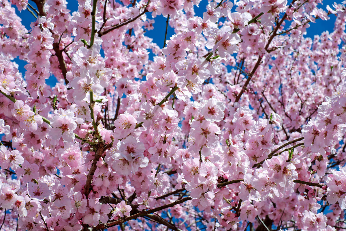 3-piece-aluminium-print-the-japanese-cherry