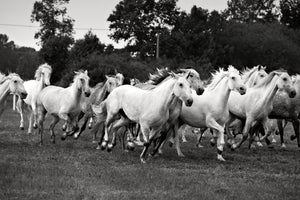 poster-print-the-mustang-herd