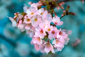 aluminium-print-close-up-flower
