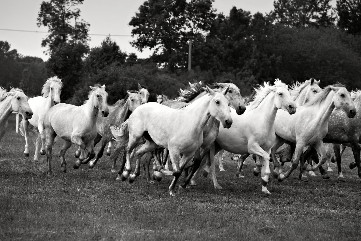 modern-3-piece-aluminium-print-the-mustang-herd