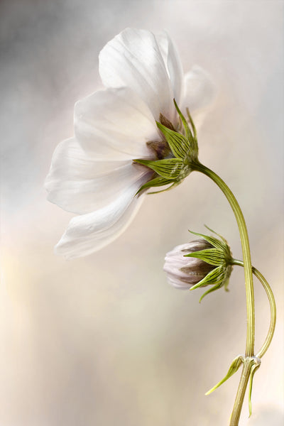poster-print-heavenly-cosmos