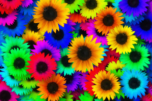 acrylic-print-colorful-sunflowers