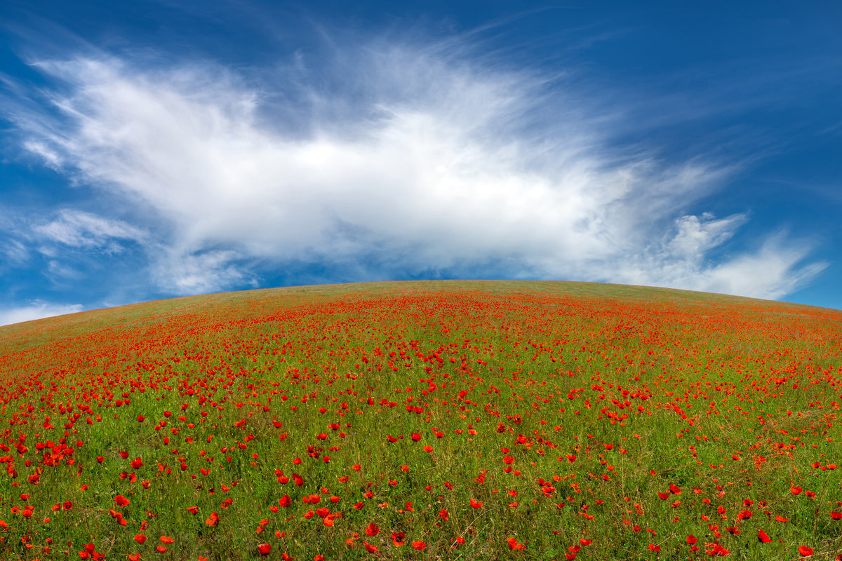 3-piece-aluminium-print-red-poppies