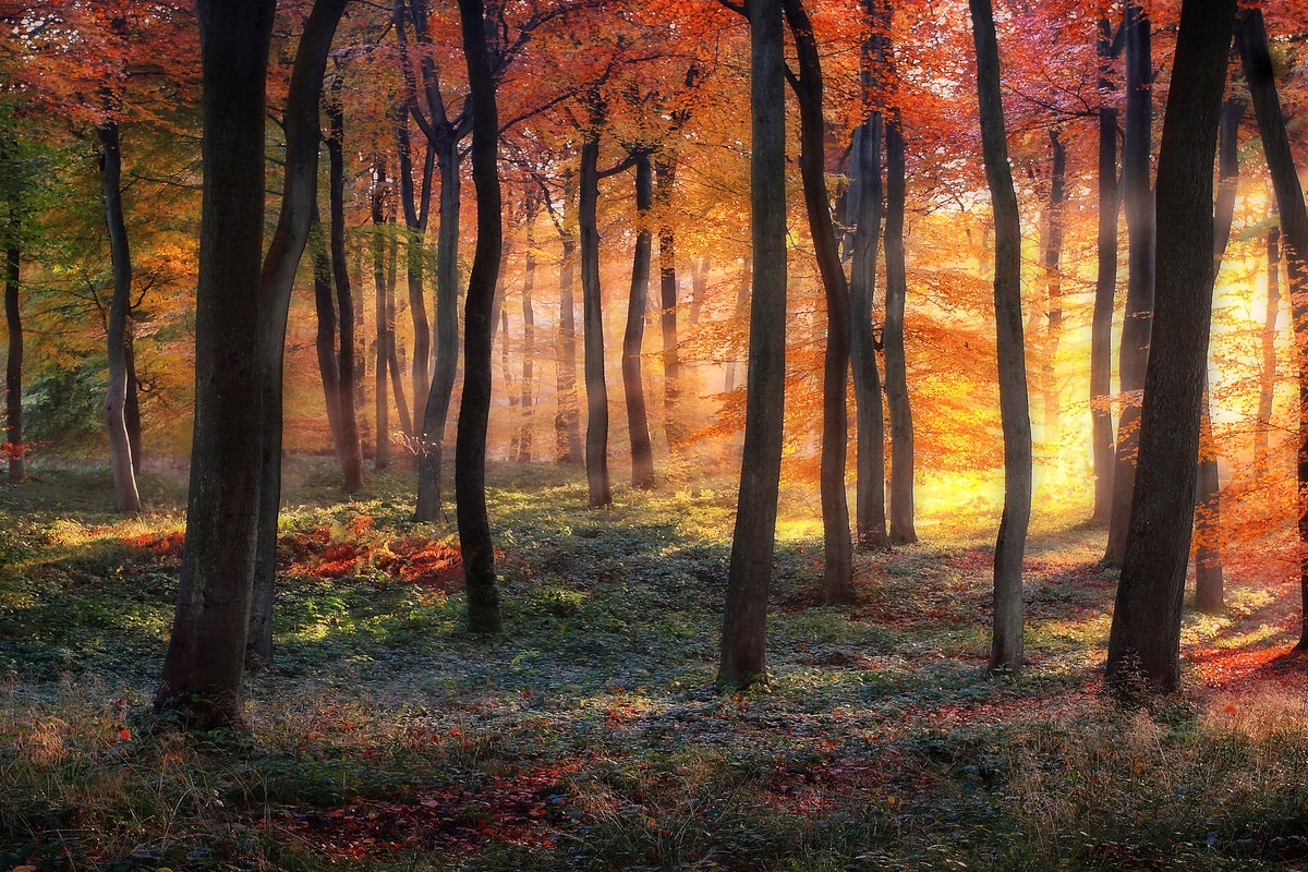poster-print-autumn-woodland-sunrise-x