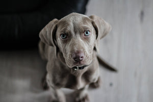 acrylic-print-the-weimaraner
