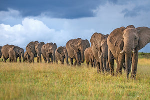canvas-print-the-land-of-the-giants-x