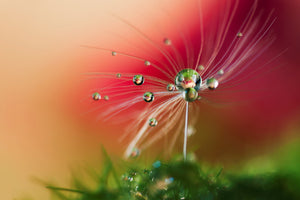 aluminium-print-red-morning-x