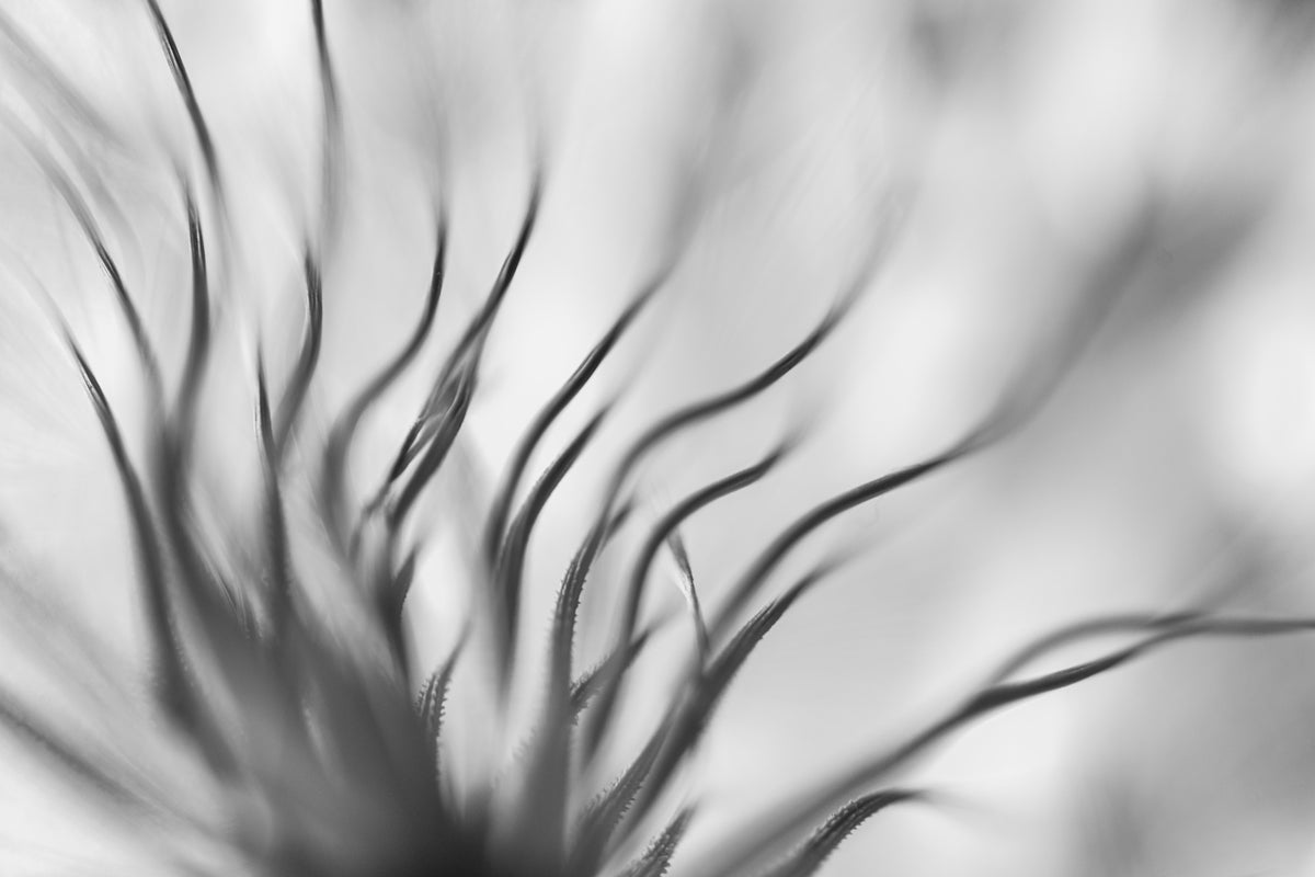 canvas-print-untitled-xvii-p