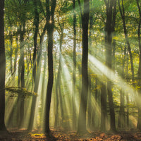 4-piece-canvas-print-sunny-start-to-the-day