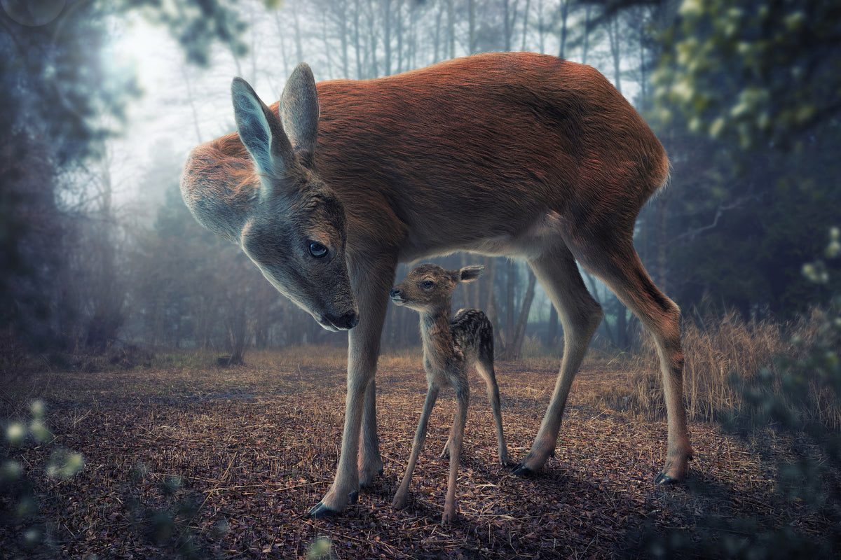framedcanvas-print-mother-and-fawn