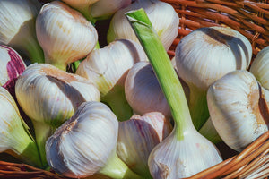 poster-print-fresh-garlic