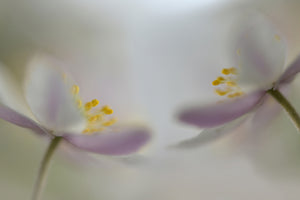 framedposter-print-soft-whispering