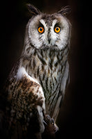 framedposter-print-longeared-owl-portrait-x