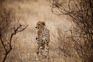 3-piece-acrylic-print-elegant-cheetah