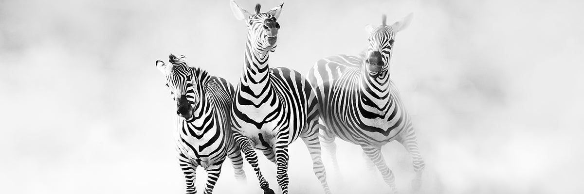 panoramic-acrylic-print-zebras-panorama