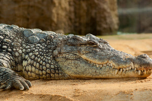 3-piece-acrylic-print-the-nile-crocodile
