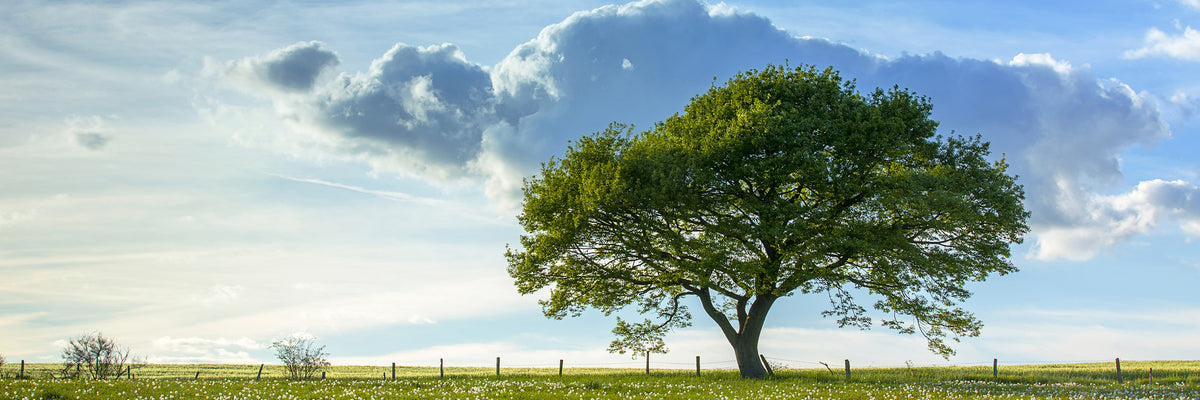panoramic-3-piece-canvas-print-spring-tree-panorama
