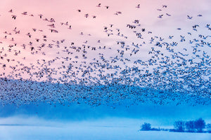 3-piece-acrylic-print-flying-in-the-fogging-morning