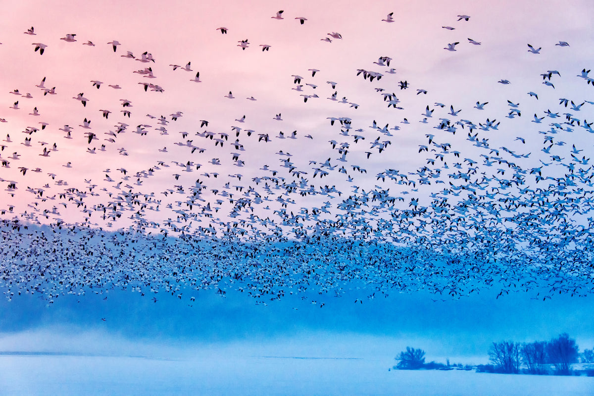 3-piece-acrylic-print-flying-in-the-fogging-morning