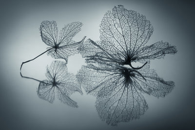 poster-print-ephemeral-beauty