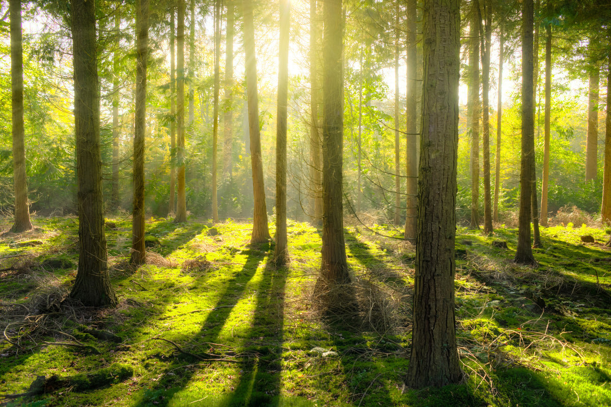 3-piece-acrylic-print-in-the-middle-of-the-woods