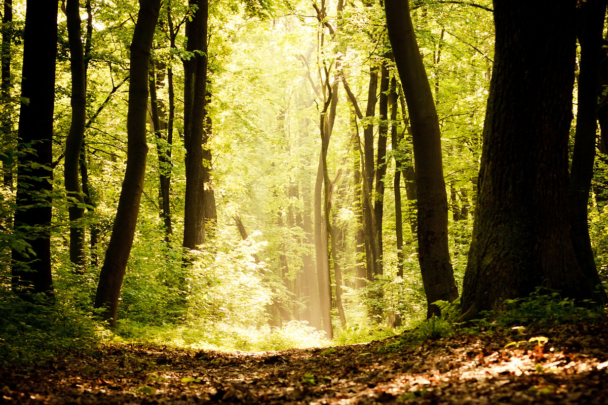 3-piece-aluminium-print-sunrise-in-the-forest