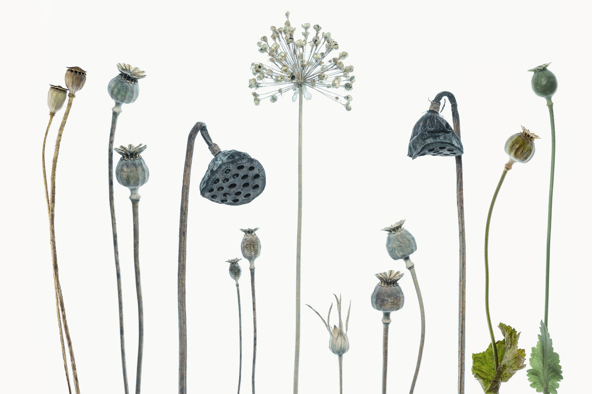 canvas-print-seed-heads-x