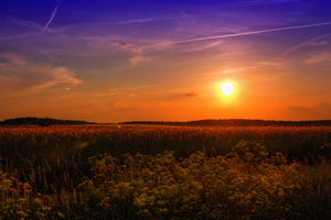 modern-3-piece-aluminium-print-sunset-at-the-flower-field