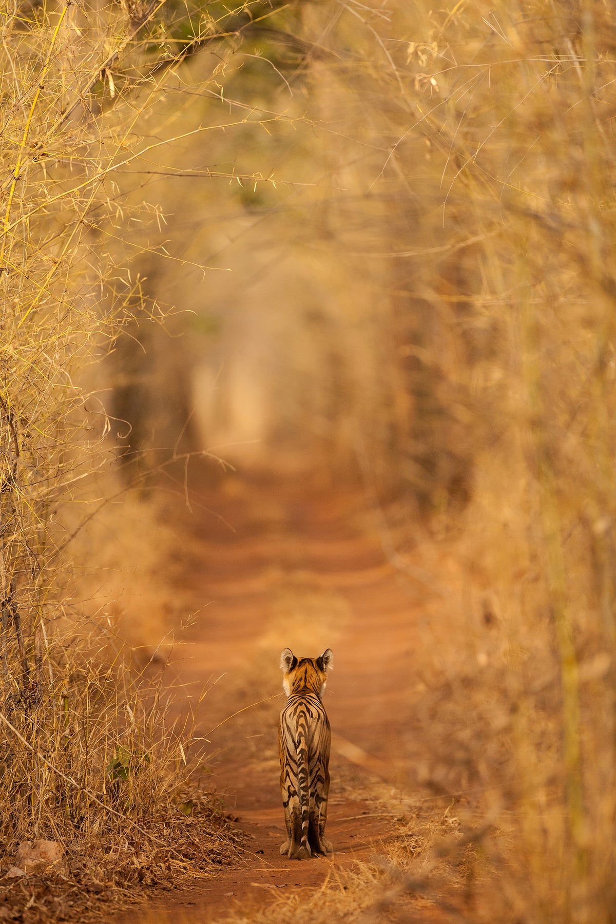 canvas-print-the-tiger-in-the-tunnel-x
