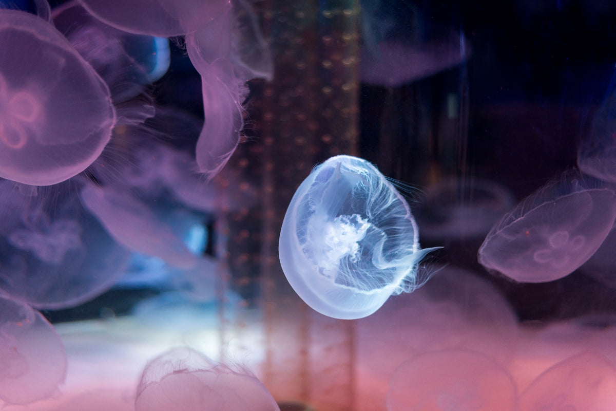 modern-3-piece-aluminium-print-the-beauty-of-jellyfish